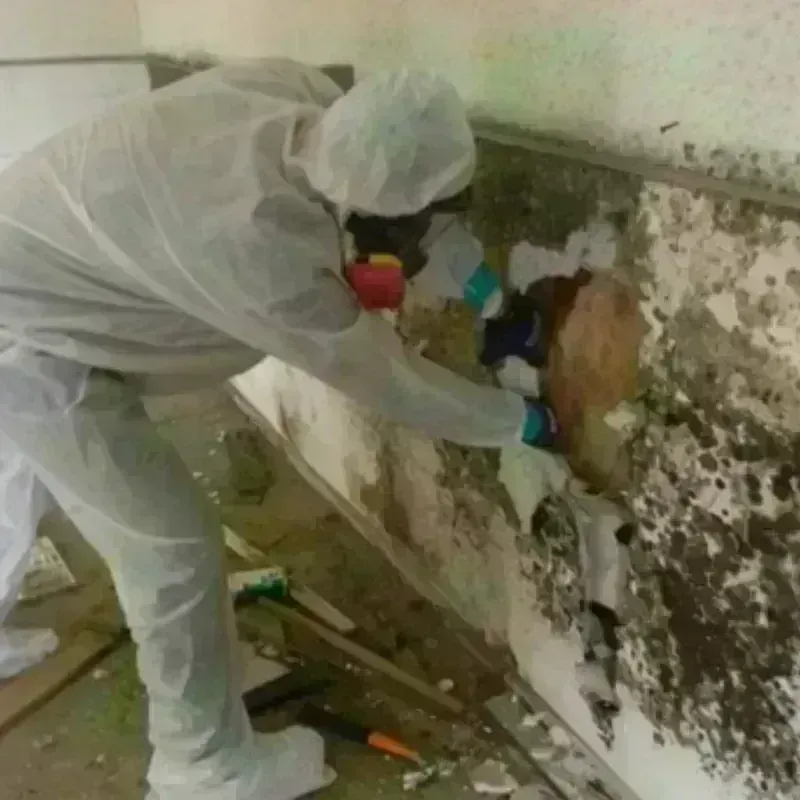 Mold Remediation and Removal in Batesville, TX